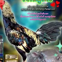 สวนโชคดีศรีสมร(ไก่ในดง) by ภู สู้จริงร้ายมาก