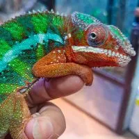 คนรักคาเมเลี่ยน Thailand Chameleons Lover