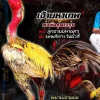 ซุ้ม ลูกไทญ้อ ฟาร์ม (อุดรธานี)🇹🇭🐓💚