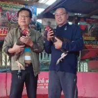 ไก่ชนยายเตือ.สกลนครFCวิทยาฟาร์ม