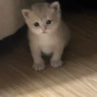 บ้านจุนยาย Halmoni_with_cat