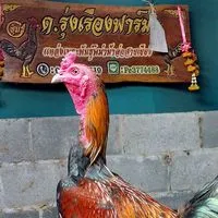 ซุ้ม.ไก่ชน ต.รุ่งเรืองฟาร์ม