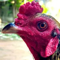 พจน์🐓แบ่งไก่หนุ่ม ไก่คัดผ่าน