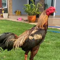 ซุ้มส.เติมทรัพย์🐓🐓🥰🥰