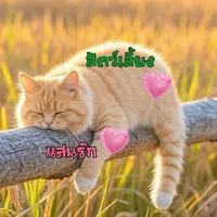 😺 สัตว์เลี้ยงแสนรัก 🐶