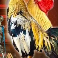 อาณาจักรไก่ชนพม่าสายตี  เหล่าสาปลดหนี้ (สายพัฒนา)