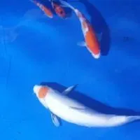 Good Koi House
