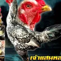 ⭐ แสนสุข888 ไก่ชน พิษณุโลก 🐓