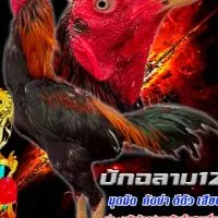 บ้านไก่ชน122