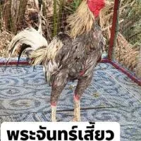 ซุ้ม ส.สกลใหม่ ใหม่ชลบุรี