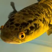 ปลาช่อนสวยงามราคาถูก 🐟