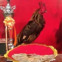 คนรักไก่ชน