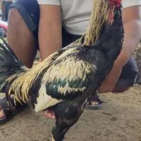 ตลาดซื้อ-ขายไก่ชนในนครปฐม