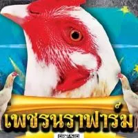 ซุ้ม💎เพชรนราฟาร์ม๔💎 ไก่ชนเหล่าป่าก๋อยไซง่อนพัฒนา