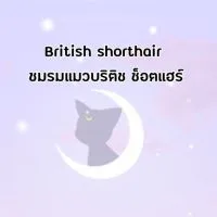 British shorthair (ชมรมแมวบริติช ช็อตแฮร์) Thailand