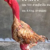MALA U FARM (สายพม่าง่อนตีสายแผล)