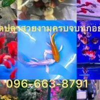 ตลาดปลาสวยงามครบจบทุกอย่าง