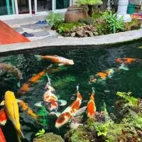 Million KOI House
