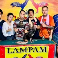 กระเดื่องฟาร์มไก่ชนเชียงใหม่