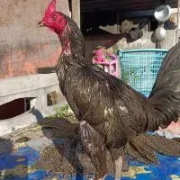 ซุ้ม กล้า ไก่ชน แหล่งพัฒนาพม่าม้าล่อมีเหลี่ยมมีแข้ง สาย ส.มีสุวรรณ