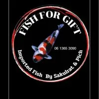FISH FOR GIFT