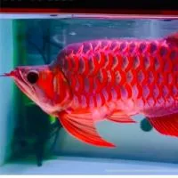 AROWANA THAILAND