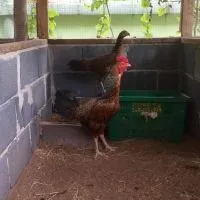 ไก่ชนพันธมิตร