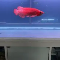 Worldwide animal