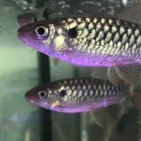 🐠ปลาสวยงามภาคเหนือ🐟