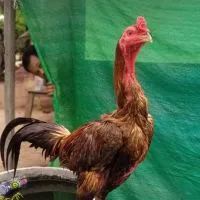 ซุ้มไก่ชน ช.ขวัญชัยฟาร์ม