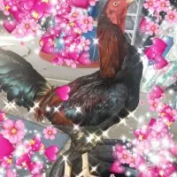 กลุ่มซื้อขายไก่ชนไม่จำกัดการลงขาย ไม่มีบล็อค