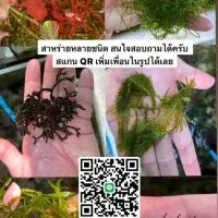 Seaweed&Stuff Shop
