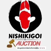 Nishikigoi ปลาคาร์พนำเข้าญี่ปุ่น