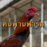 ฅนพานฟาร์ม@เชียงราย