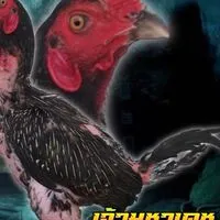 เผด็จ ฟาร์ม แหล่งพัฒนาต่อยอด ไก่ชน พม่า สายเลือดดีๆ