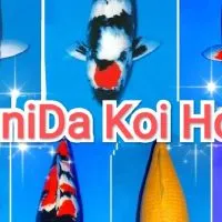 พนิดาปลาคาร์ฟ🎌🐬เกรดเลี้ยงเล่น🐬🎌