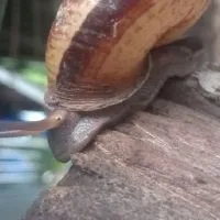 🐌🐌คนเลี้ยงหอยหอม🐌🐌