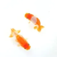 ปลารันชู TOP VIEW RANCHU