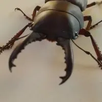 We love beetle