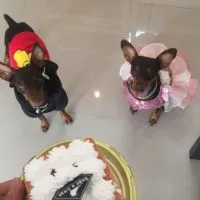 Chihuahua Club TH