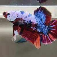 MAMAHOT BETTA