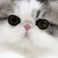 แชร์​ภาพ น้องแมว น่ารัก cute cat picture share