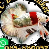 YC BETTA Phuket