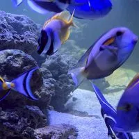 Pt Sea Fish พีทีปลาทะเล