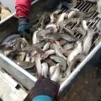 ไปจับปลากันใครขายเข้ามา