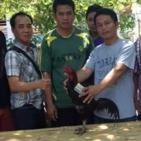 ไก่ชนสายเลือดเจ้าขุมทรัพย์