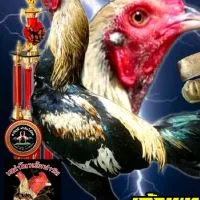 ซุ้มอาทิตย์ฟาร์มไก่ชน มวกเหล็ก