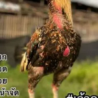 #เจ้าดอกไม้
