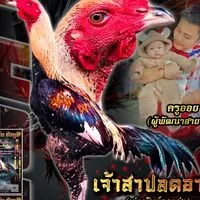 น้องไอริน ก๋อยง่อนแข้งสมัยใหม่