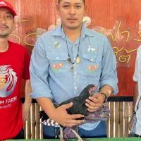ไก่ชน จ่าหมู วัวไทยวินเทจฟาร์ม(สายเลือดโก้วเซ้มฟาร์ม)